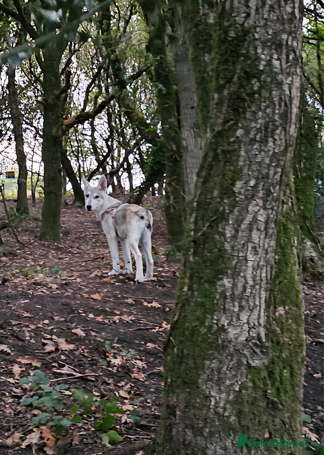 Saarloos Wolfdog dogs for sale: Wolfdog puppies. 1 boy, 2 girls available  in Wigan - Image 3