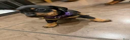 Dachshund dogs for sale: Dachshund puppies  - Advert 13