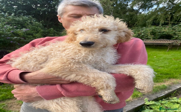 Irish Doodle dogs - Advert 1