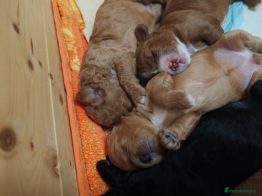 Cavapoo dogs for sale: Cavapoo - Image 1