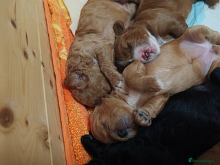 Cavapoo dogs - Advert 3