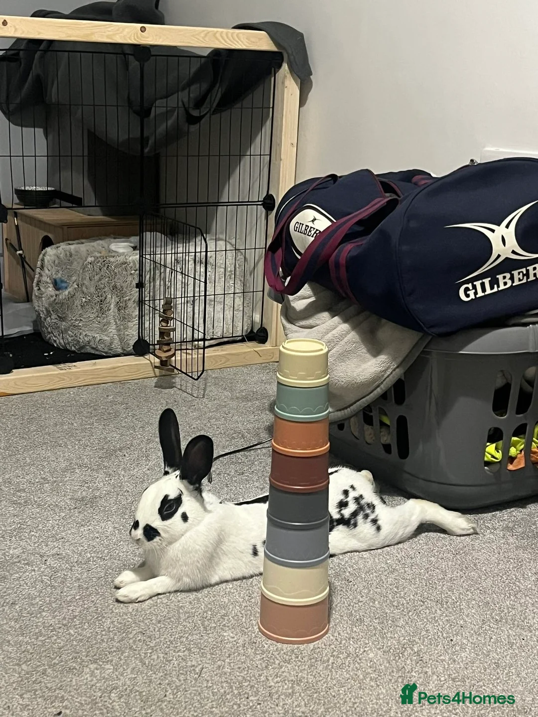 English Spot rabbits for sale: English x Dutch rabbit for sale  in Doncaster - Advert 2