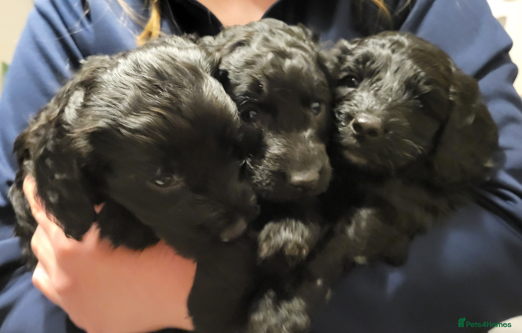 Cockapoo dogs Cockapoos- All Boys - Advert 14