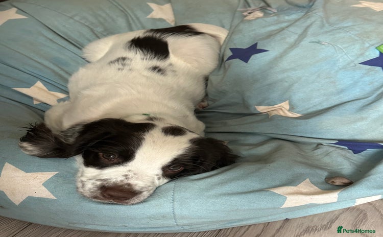 Sprocker dogs - Advert 1