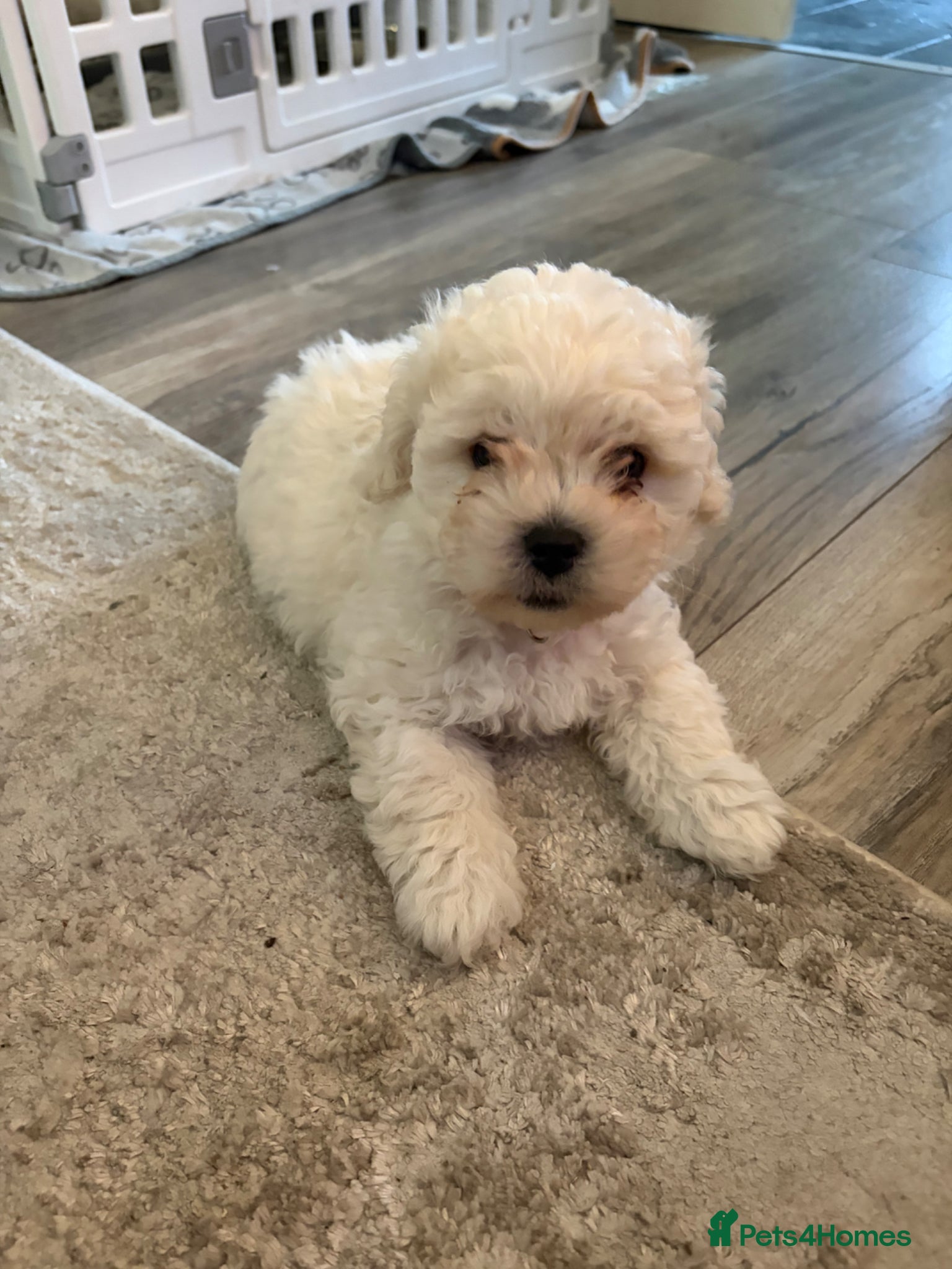 Mixed Breed dogs White Toy Poochon Puppy- READY TO LEAVE! - Advert 18