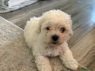 Mixed Breed dogs White Toy Poochon Puppy- READY TO LEAVE! - Advert 18