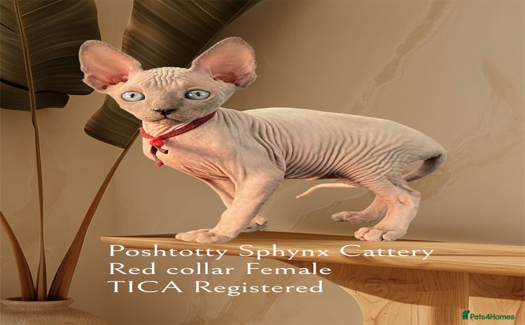 Sphynx cats - Advert 1