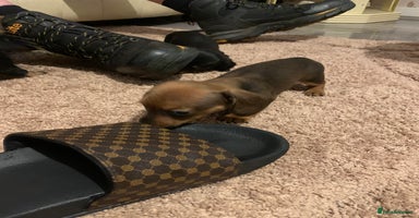 Dachshund dogs - Advert 3