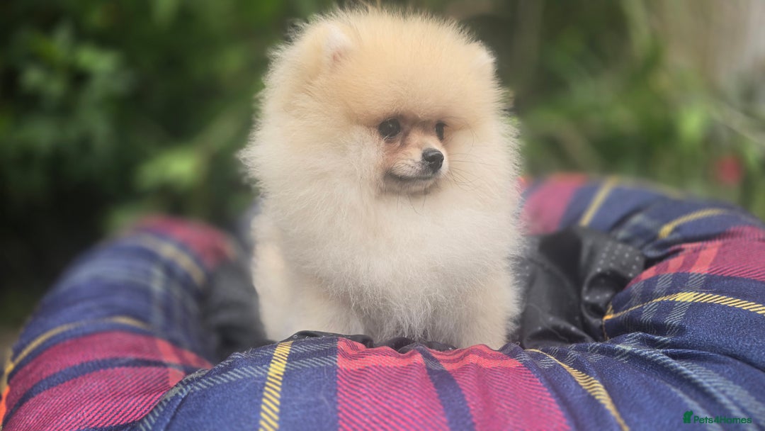 Pomeranian dogs for sale: XXS🐶KC REG🐾Pomeranian Puppies for sale🐶 in Brentwood - Image 5