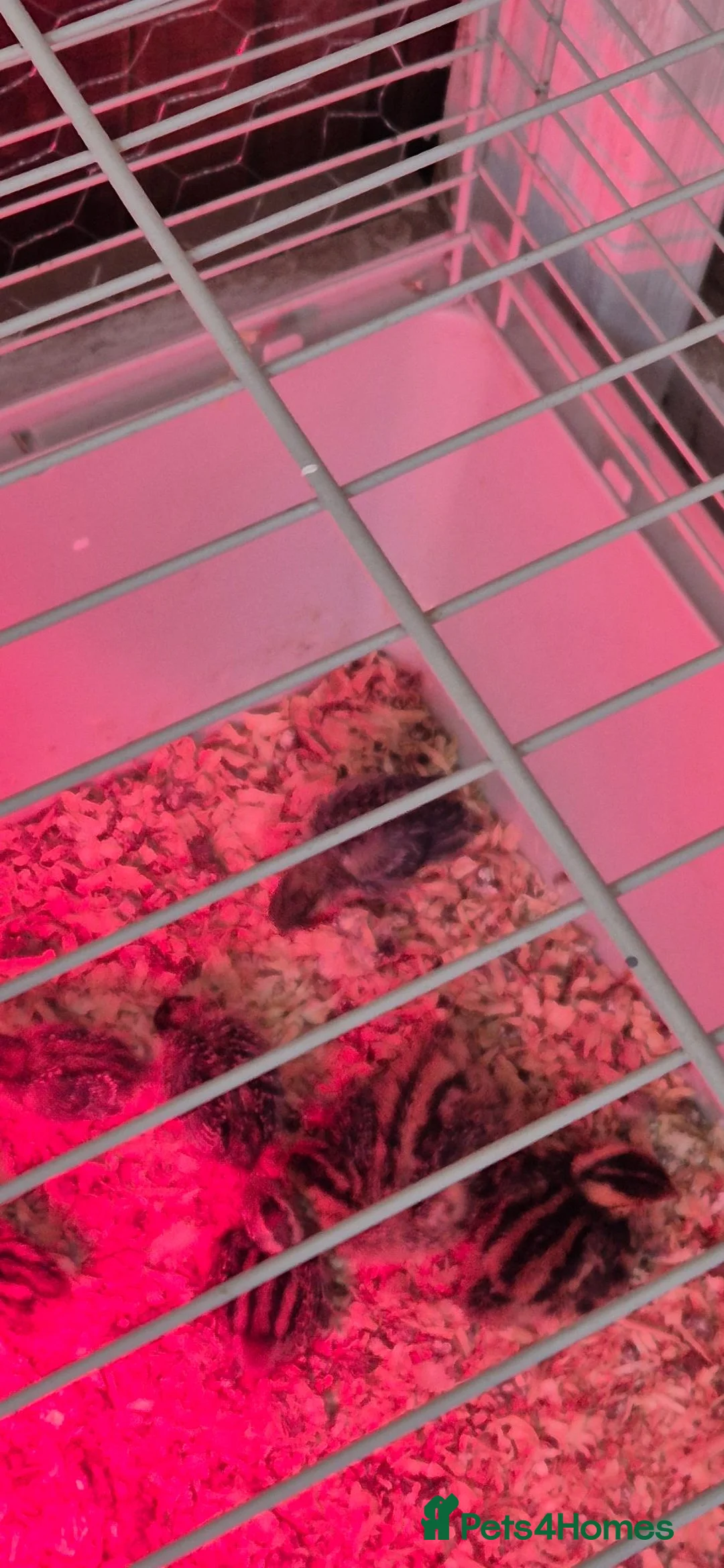 Mixed Breed birds for sale: California quails chicks  - Advert 2