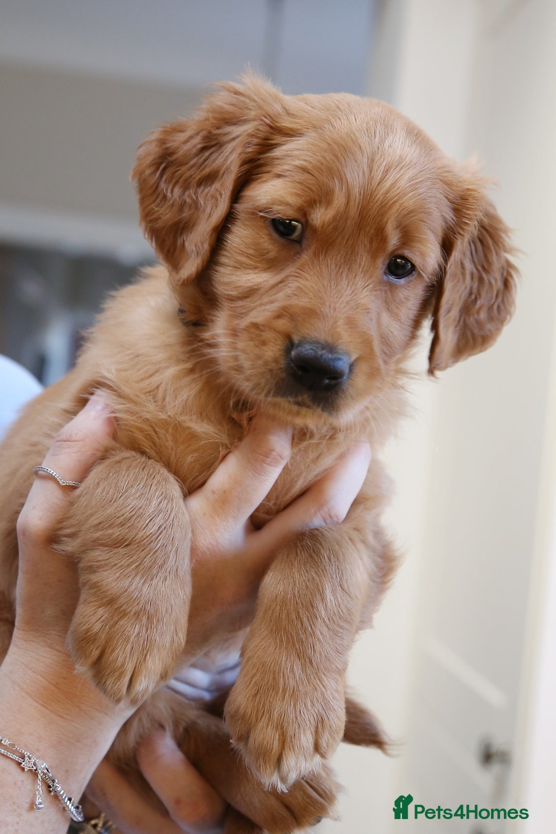 Golden Retriever dogs for sale: KC Registered Championship Line Golden Retrievers - Advert 27