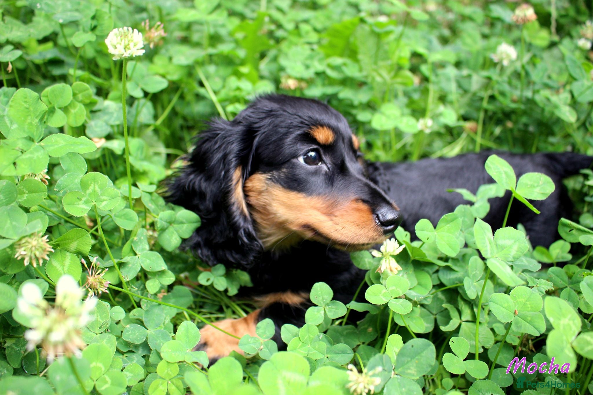 Miniature Dachshund dogs 🌟Dapple & Black Tan PRA Clear KC reg – June 26🌟 - Advert 2