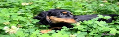 Mocha Estuarydawn – Girl – Black & Tan (white markings on chest) ~4.5kg