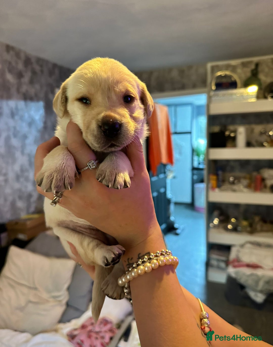 Labrador Retriever dogs for sale: 🐾 adorable Labrador Puppies- Taking Deposits Now - Image 7