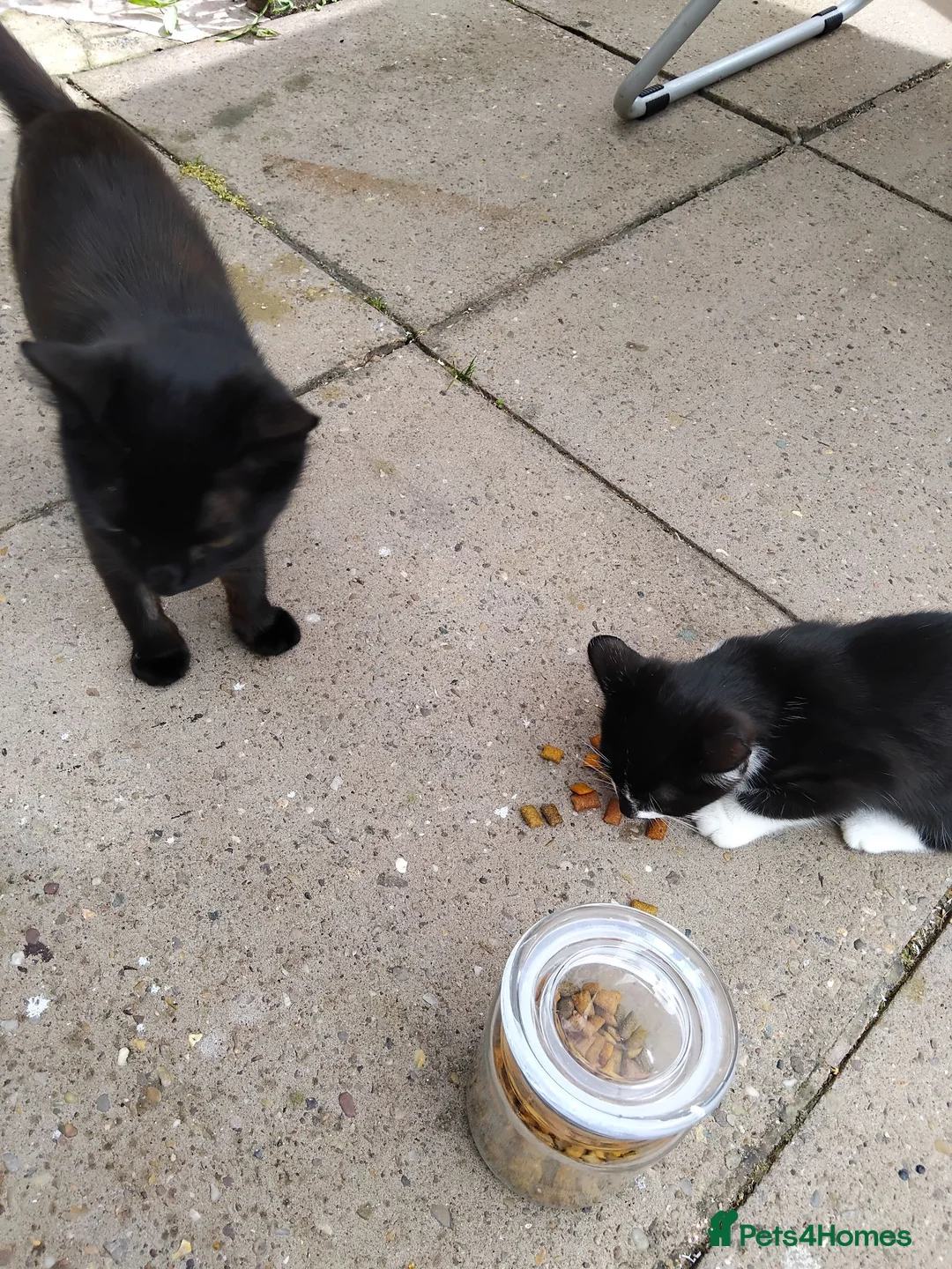 Mixed Breed cats for sale: Girlie - Advert 2