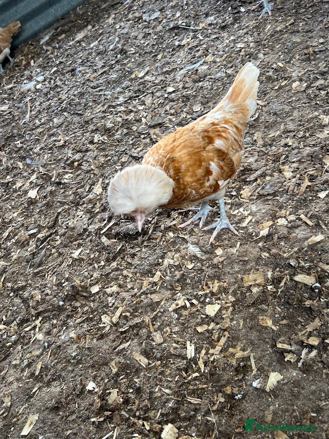 Chickens poultry for sale: Big sale of silkie and polish £5 each! - Image 6
