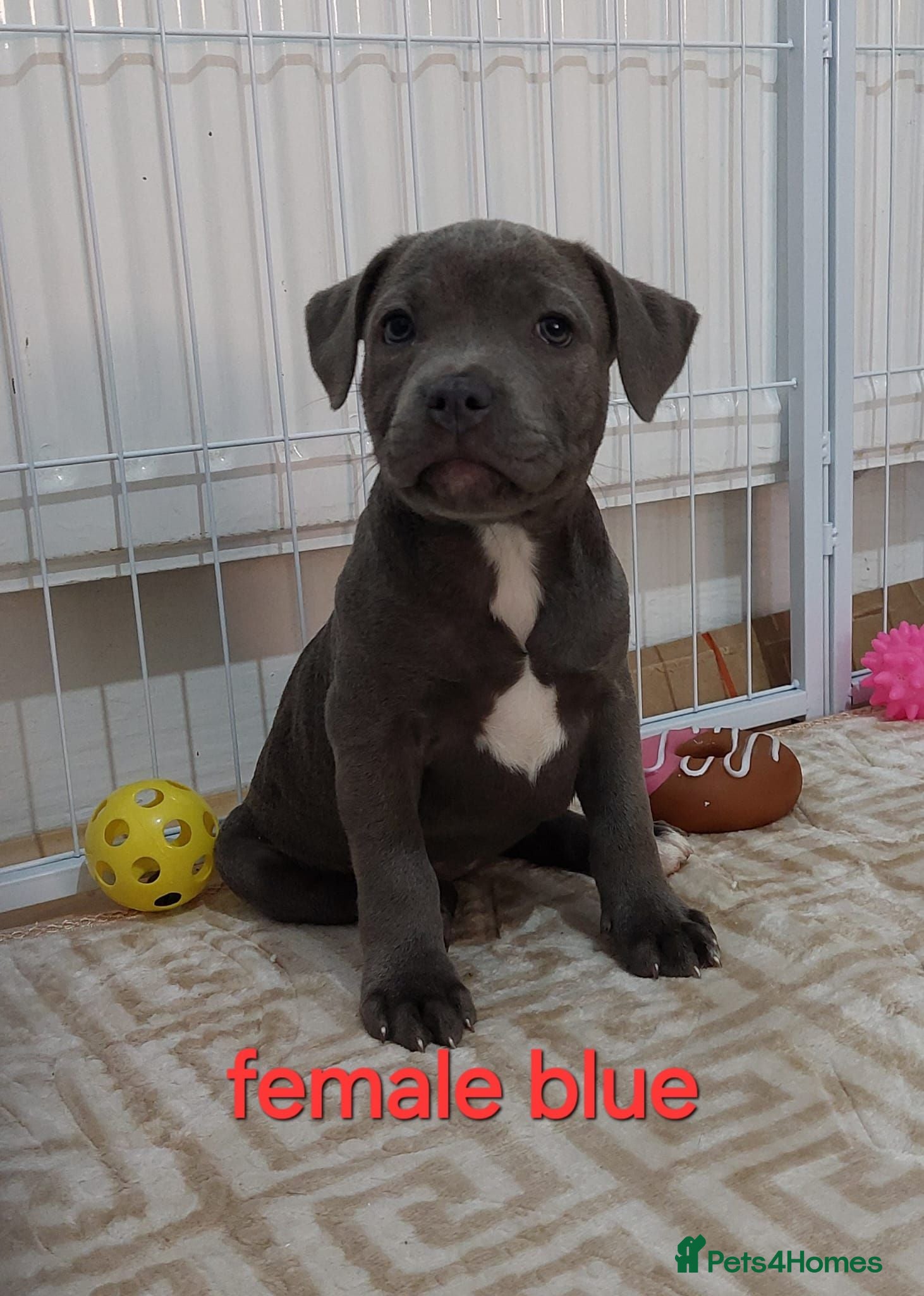 Staffordshire Bull Terrier dogs **KC Reg Champion bloodlines Ready Now"* - Advert 1