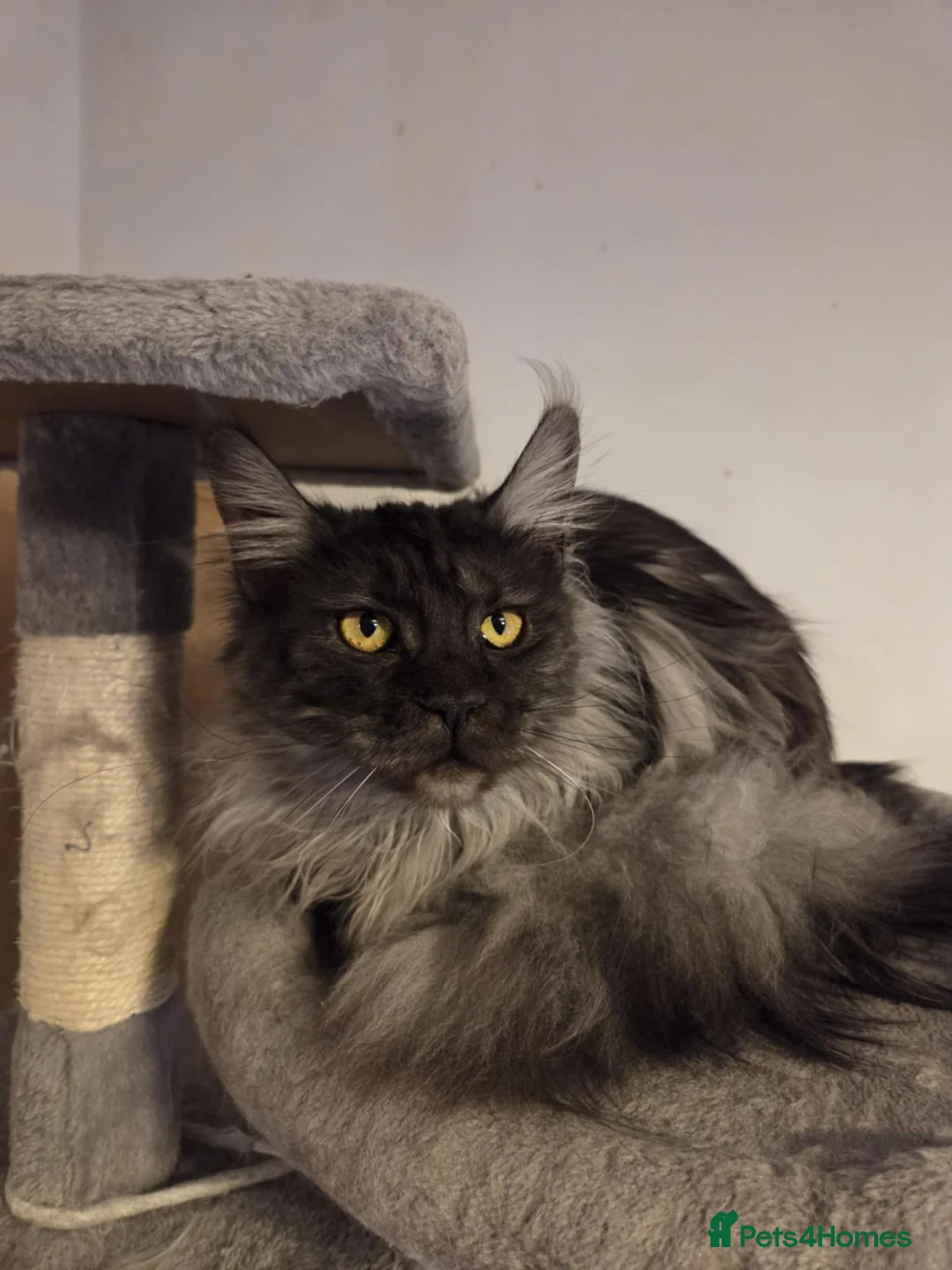 Maine Coon cats for sale: Black smoke Maine Coon  in Mansfield - Advert 4