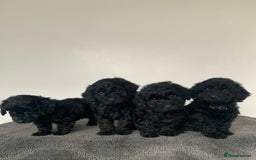 Cockapoo dogs for sale: Stunning black Cockapoo puppies for sale - Image 1