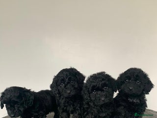 Cockapoo dogs - Advert 5