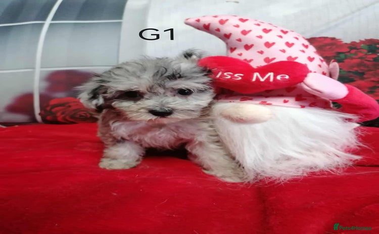 Maltipoo dogs - Advert 2