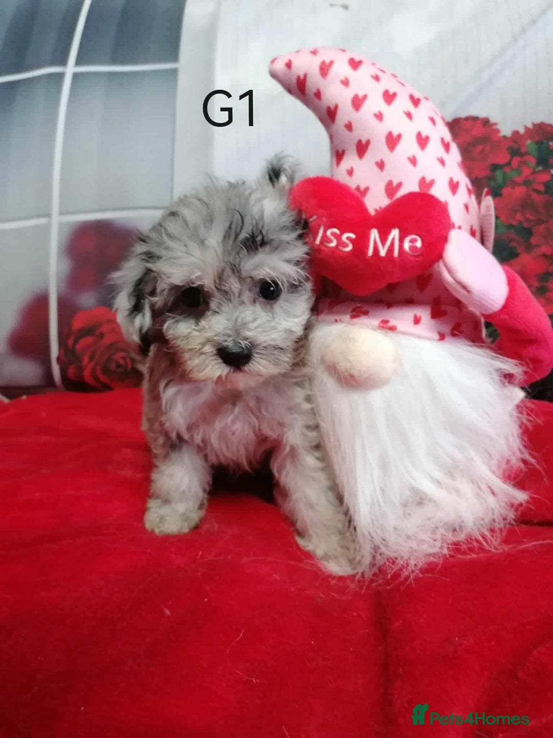 Maltipoo dogs for sale:  Rare Merle toy Maltipoos  - Image 1