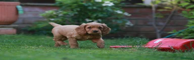 Cocker Spaniel Puppy 2