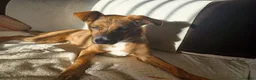 Mixed Breed dogs for adoption: Tim 💙 in Bournemouth - Advert 1