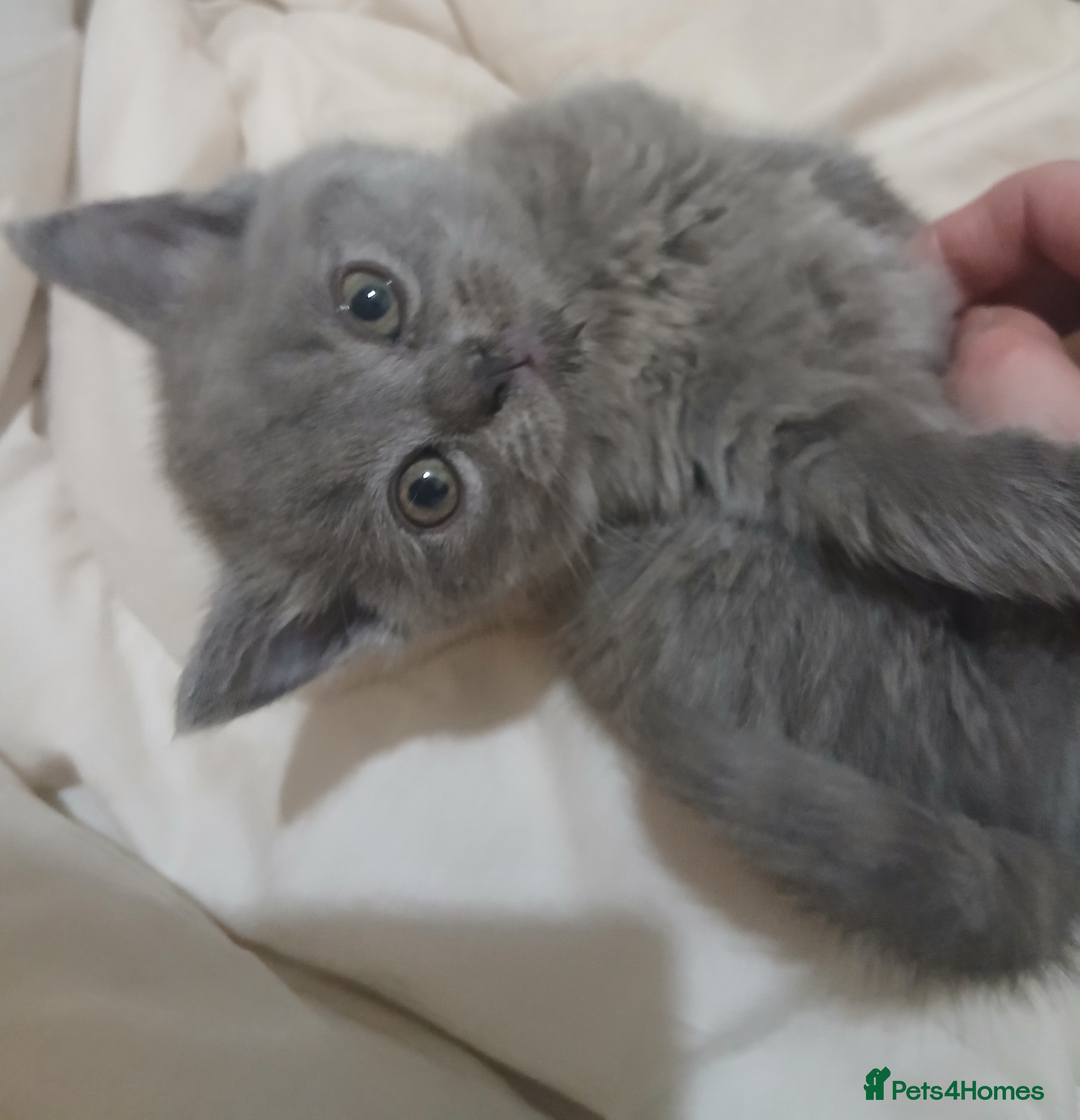 British Shorthair cats Pedigree British Shorthair female kitten  - Advert 1