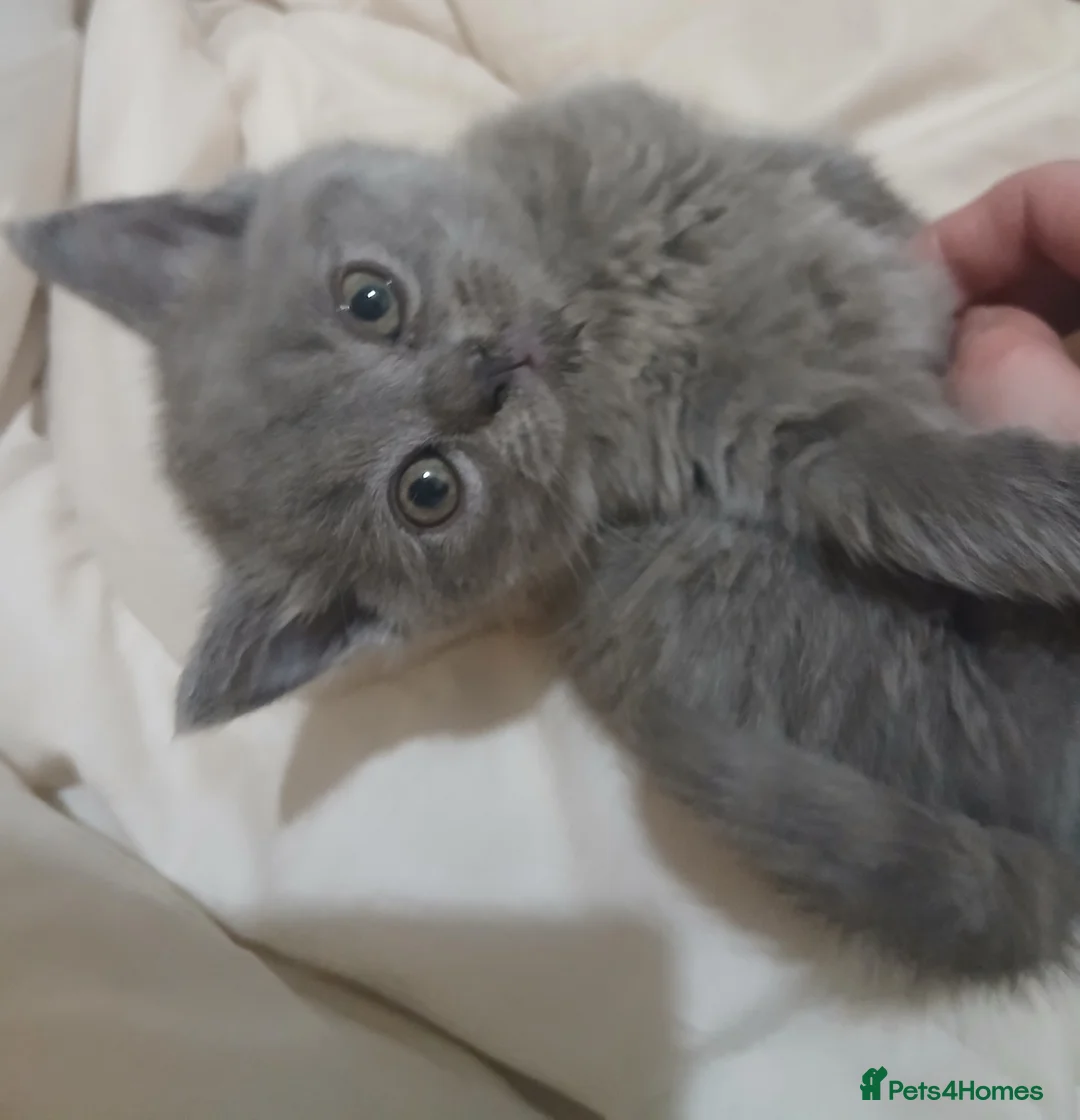 British Shorthair cats for sale: Pedigree British Shorthair female kitten  - Advert 1