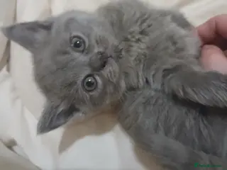 British Shorthair cats Pedigree British Shorthair female kitten - Advert 1