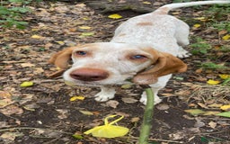 Pointer dogs for adoption: Jimmy is looking for an amazing forever home - Image 2