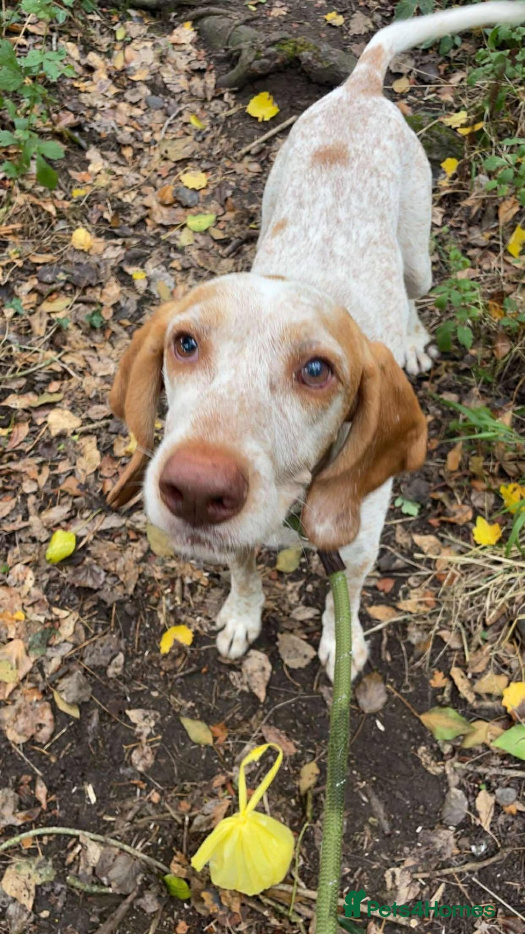 Pointer dogs for adoption: Jimmy is looking for an amazing forever home - Image 2