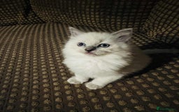 Ragdoll cats for sale: Ragdoll Kitten – Ready to Go 💕 💕 💕 - Image 4