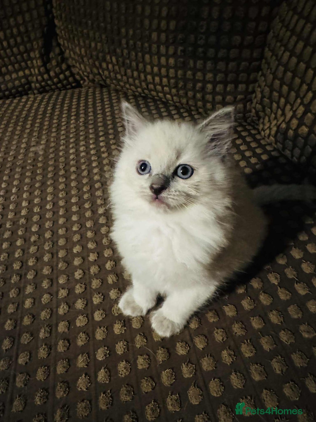 Ragdoll cats for sale: Ragdoll Kitten – Ready to Go 💕 💕 💕 - Image 4