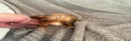 Cocker Spaniel dogs for sale: Working cocker spaniels  - Advert 4
