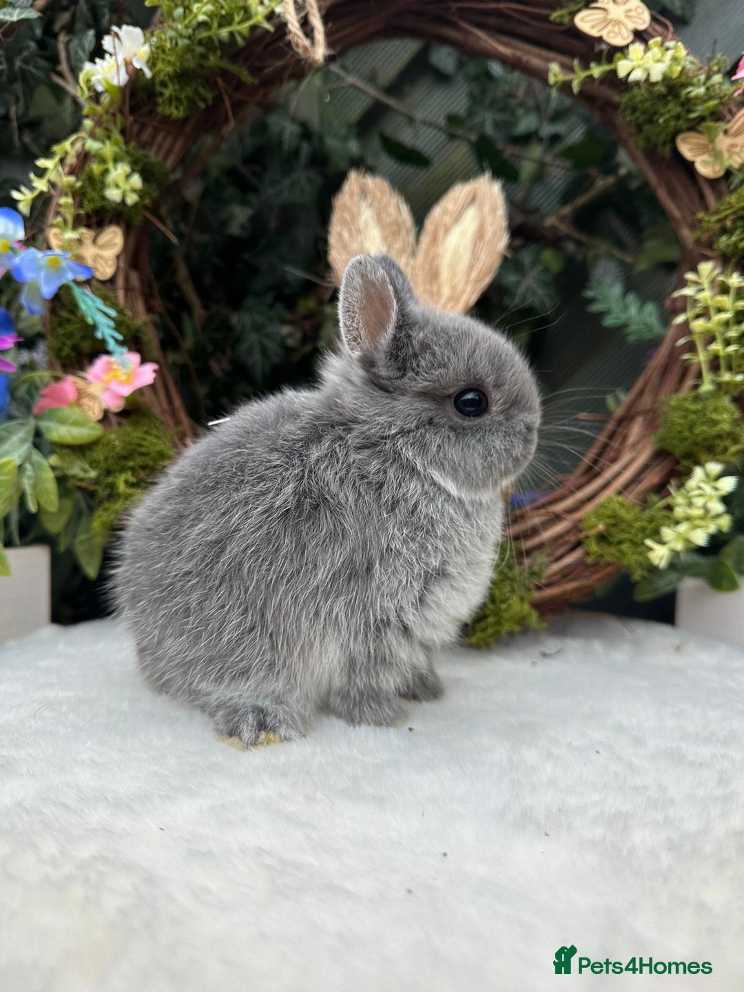 Netherland Dwarf rabbits for sale: Beautiful Netherland Dwarf Babys - Advert 6