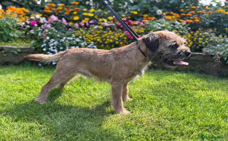 Border Terrier dogs - Advert 1