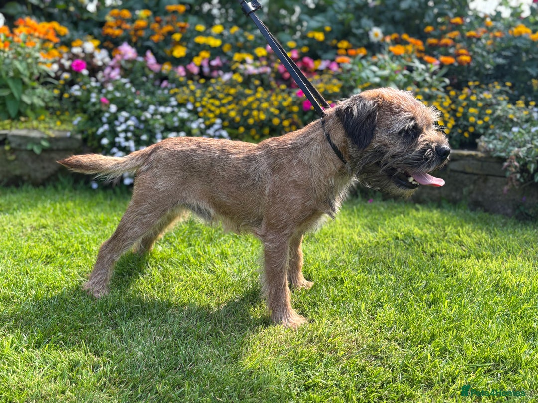 Border Terrier dogs for stud: KC SLEM Clear Border Terrier for Stud - Image 1