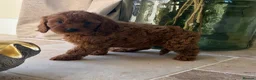 Cavapoo dogs for sale: DNA tested Dark red F1 cavapoo pups  - Advert 25