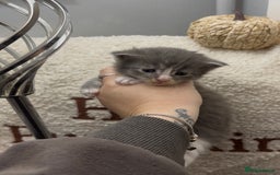 Maine Coon cats for sale: Beautiful RARE coloured Maine Coons - Image 30