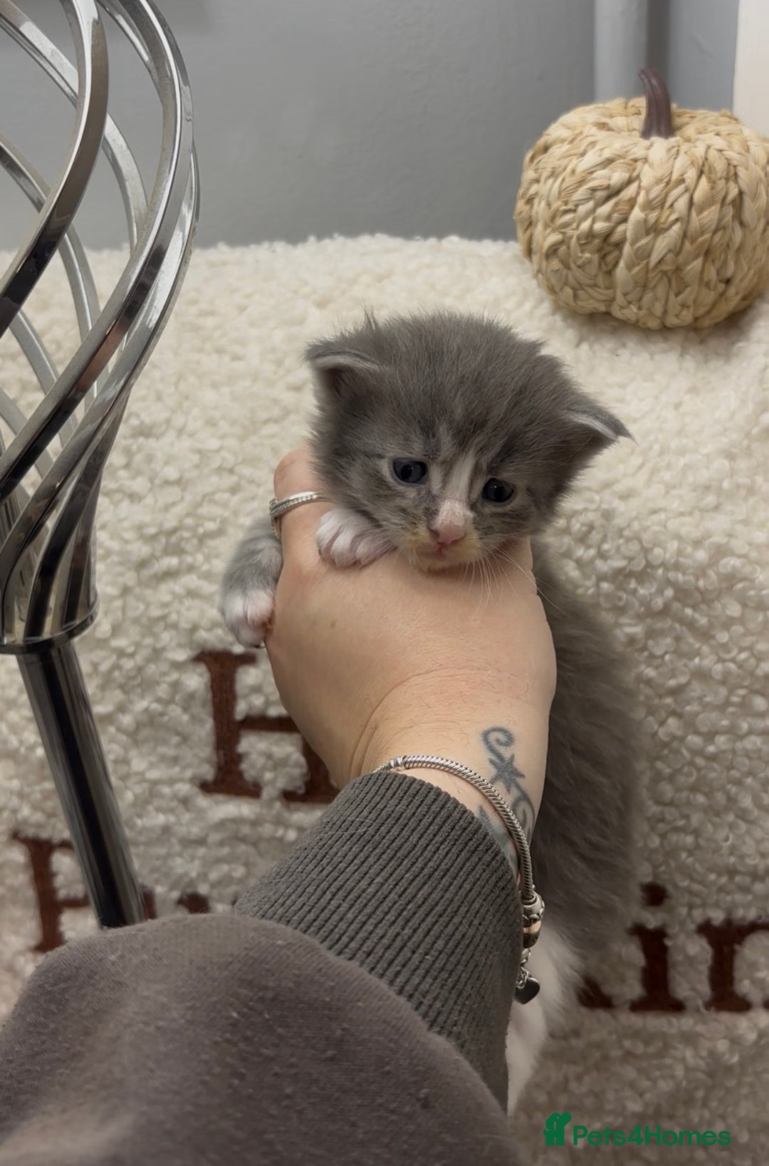 Maine Coon cats for sale: Beautiful RARE coloured Maine Coons - Image 30