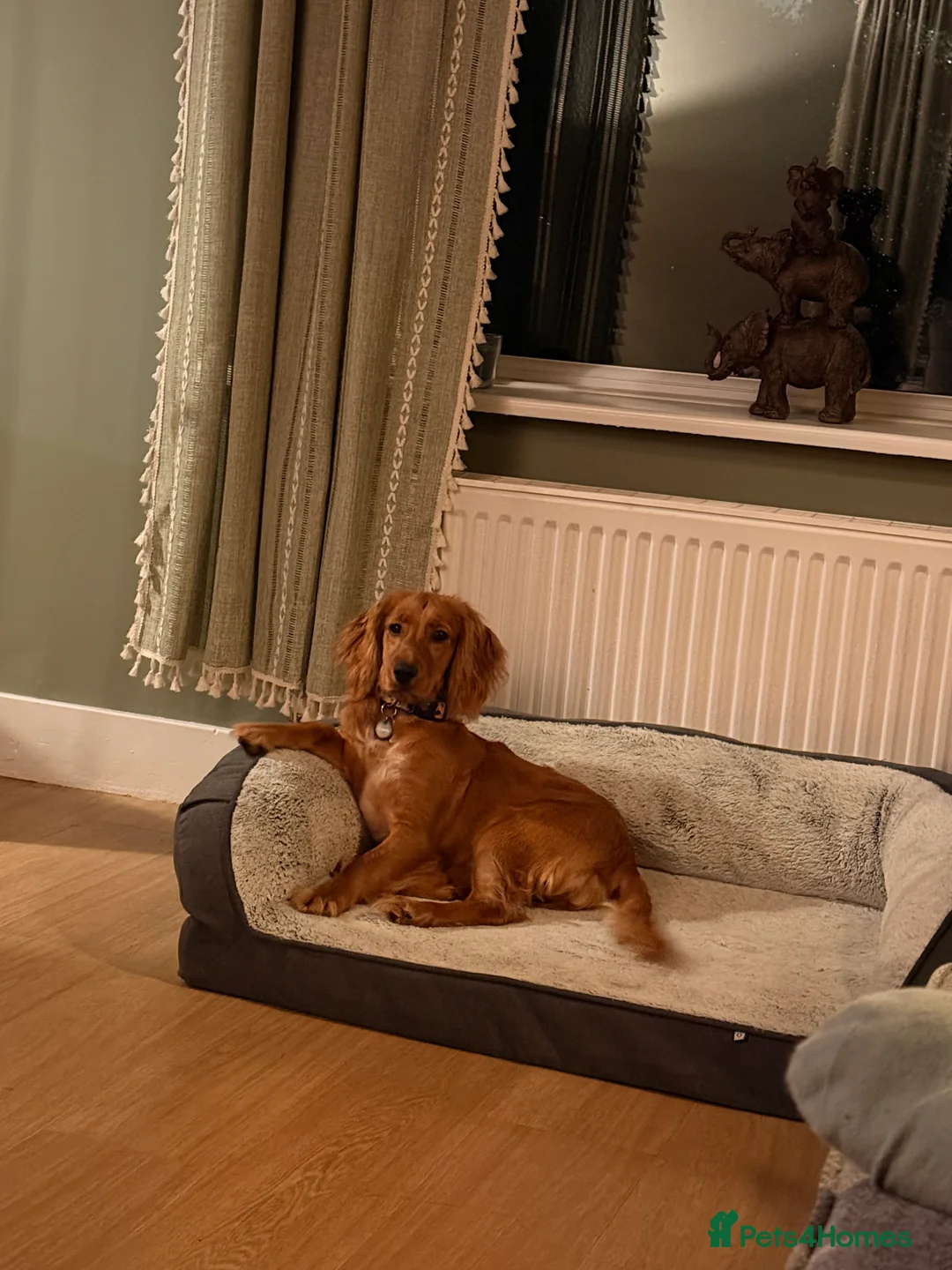 Cocker Spaniel dogs for sale: Female Cocker Spaniel - Advert 6
