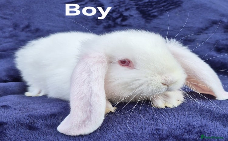 French Lop rabbits - Advert 4
