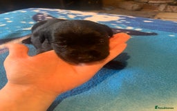 Labrador Retriever dogs for sale: Labrador puppys - Image 16