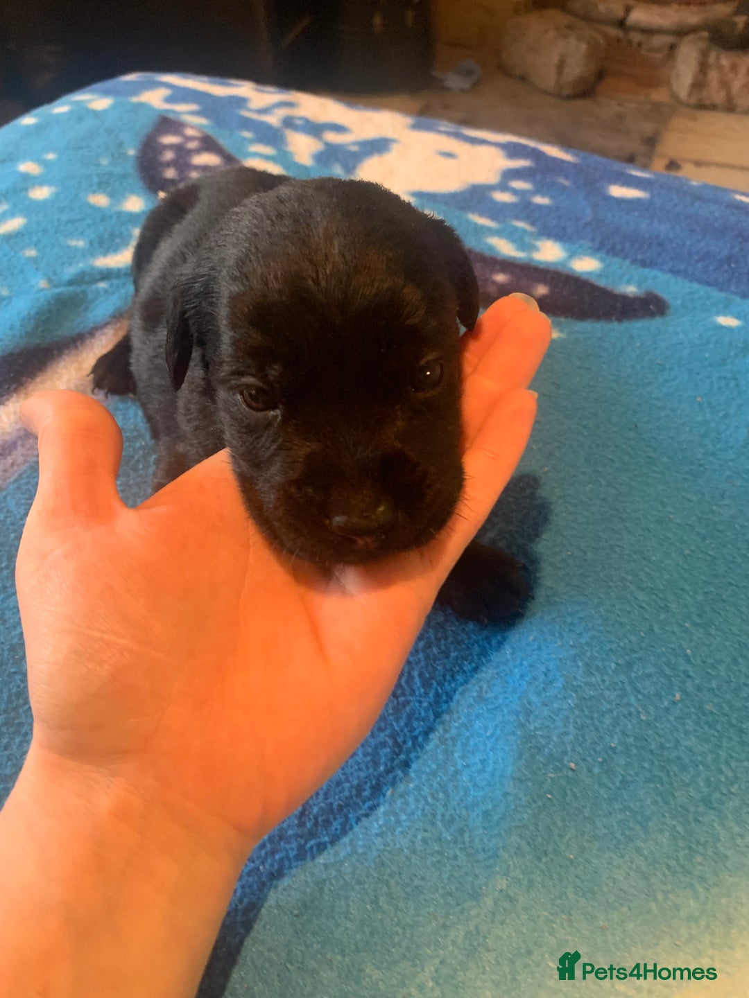 Labrador Retriever dogs for sale: Labrador puppys - Image 16