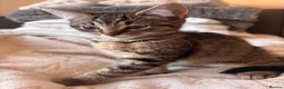 Mixed Breed cats for sale: tabby’s and tuxedo kittens - Advert 17