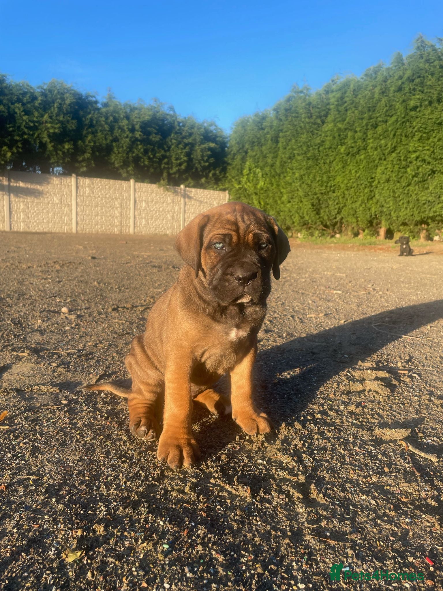 Cane Corso dogs BEAUTIFUL CANE CORSO PUPPIES - Advert 1