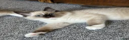 Ragdoll cats for sale: 🐾1 Boy left available🐾 - Advert 12
