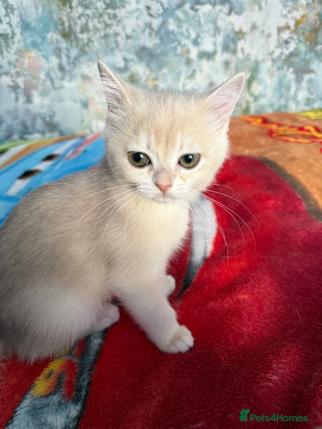 British Shorthair cats for sale: Ready 2 lovely girls AY12 and NY12 / Corin - Image 7